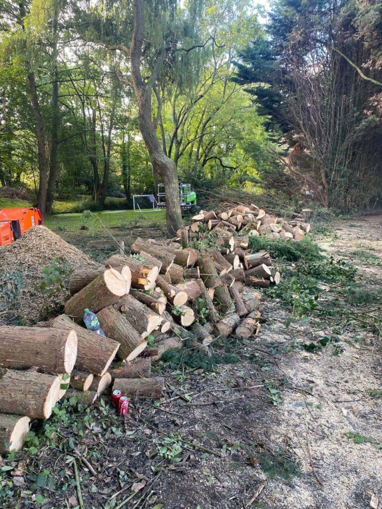 This is a photo of a wood area which is having multiple trees removed. The trees have been cut up into logs and are stacked in a row. Hitchin Tree Surgeons