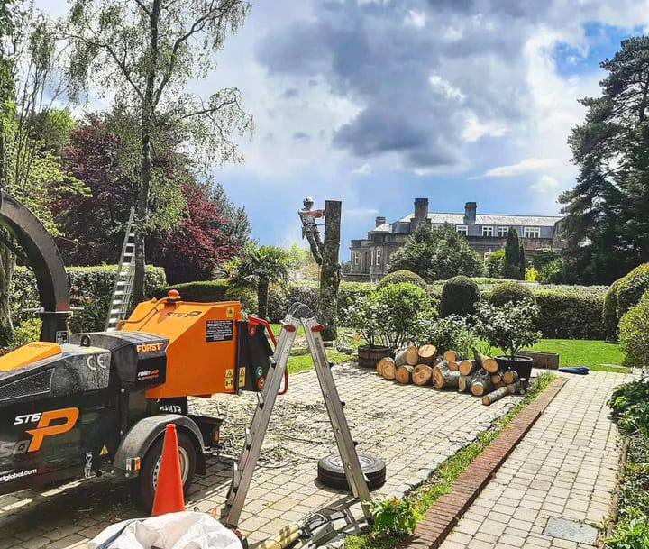 This is a photo of a tree being felled. A tree surgeon is currently removing the last section, the logs are stacked in a pile. Hitchin Tree Surgeons